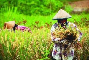 Pastikan Stabilitas Harga dan Stok Beras, Pemerintah Komitmen Wujudkan Ketahanan Pangan