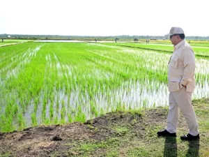 Program Cetak Sawah Percepat Program Swasembada Pangan Nasional