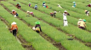 Jelang Idul Fitri, Pemerintah Perkuat Ketahanan Pangan dengan Investasi Strategis