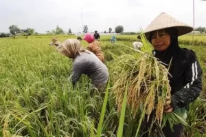 Pemerintah Luncurkan Sejumlah Langkah Strategis Percepat Swasembada Pangan dan Energi