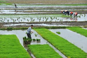 Konsep Kolaboratif Langkah Strategis Wujudkan Swasembada Pangan