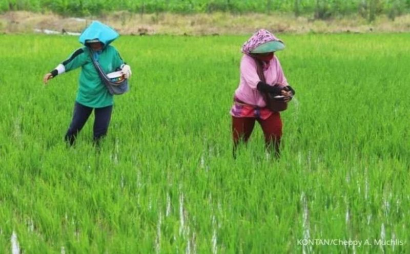 Stok Pupuk Kunci Keberhasilan Swasembada Pangan Nasional